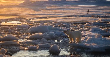 На Земле есть место, где белым медведям хорошо без льда: это не продлится вечно