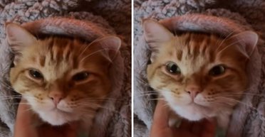 Женщина установила автоматическую кормушку для кошки: однако животное придумало, как обойти систему (фото)