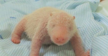 Єдиний у своєму роді: в Індонезії вперше народилося дитинча великої панди (фото)