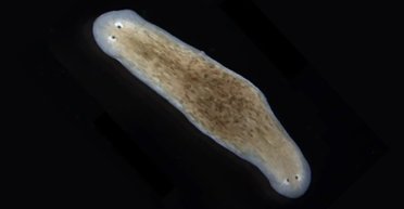 Не похоже ни на что иное: редкое существо производит потомство, перевернутое вверх тормашками