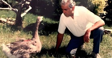 Єдиний гусак у світі, який бігав світом у черевиках: хто і навіщо створив йому взуття