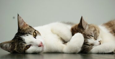 Ученые рассказали, почему кошки мурлыкают