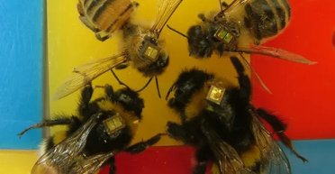 Будут спасать и немножко шпионить: в Китае создали пчел-киборгов