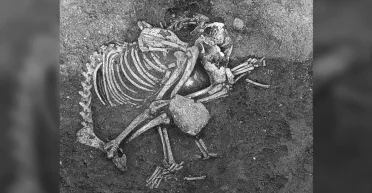 В этой стране собаки были деликатесом: археологи сделали жуткое открытие посреди Европы (фото)