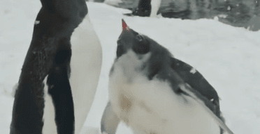 Может съесть полярника: на станции Вернадского показали, как птица отбирает еду у пингвина (видео)