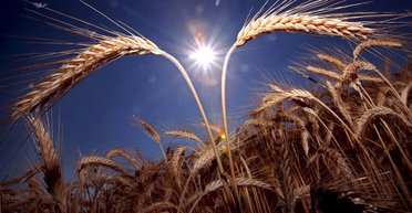 Жаркие деньги. Когда украинский агросектор будет готов к большим сделкам