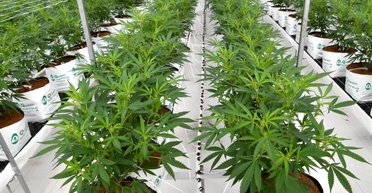 Мама-марихуана. В чьих интересах на самом деле  хотят легализовать каннабис в Украине