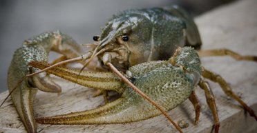 В Китае рак сбежал из кастрюли с кипятком и отомстил повару (видео)