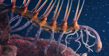 500 млн лет назад на Земле обитало жуткое существо: долгое время никто не знал, чем оно питалось