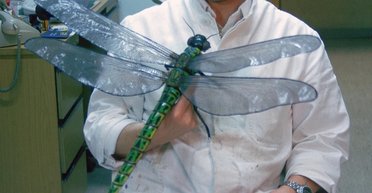 Комарі та бабки з розмахом крил до 70 см: чому зникли гігантські комахи (фото)