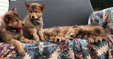 Будущее уже здесь: компания в США ежегодно клонирует по 200 домашних любимцев (видео)