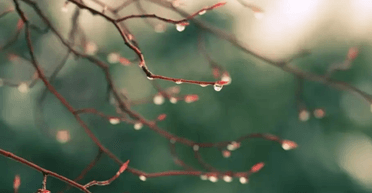 "Зима завершується": Діденко розповіла, де в Україні на вихідних буде +13 (мапа)