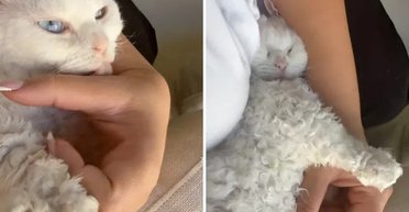 Женщина завела обычного с виду котенка: она понятия не имела, что со временем животное так изменится (фото)