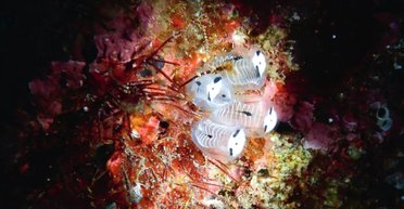 На морском дне у берегов Японии найдено кладбище крошечных скелетов панд: откуда они здесь