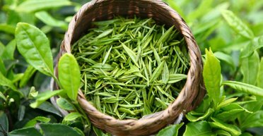 Чай в космосе: ученые нашли способ выращивать саженцы вне Земли (фото)