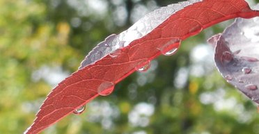 Дощі та сильний вітер: якою буде погода в Україні 2 квітня (карта)