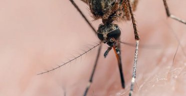 Її переносять комарі. У США рідкісною хворобою, що уражає мозок, заразилися кілька людей