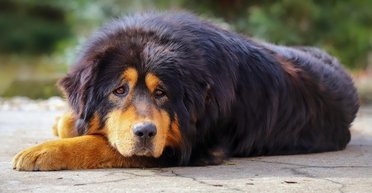 В Китае продали самую дорогую собаку в мире: сколько она стоит и есть ли такая порода в Украине (фото)