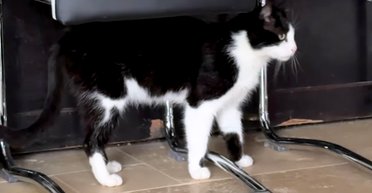 Кот сам нашел дорогу домой, пройдя почти 250 километров (видео)