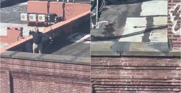 Леголас или Робин Гуд: мужчина застукал соседа за необычным занятием посреди дня (видео)