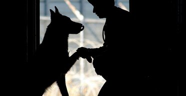 Четвероногие герои. Пять собак, которые поразили своими подвигами