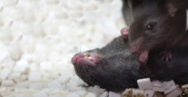 Мыши умеют реанимировать без сознания "родственников": ученые показали действия грызунов (видео)