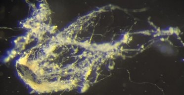 Живі електричні дроти знайшли на березі річки: вчені кажуть, що це живий організм (фото)