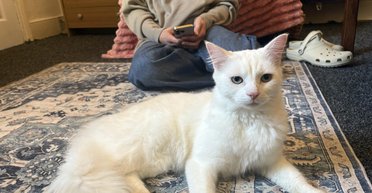 "Не знаю, что делать": женщина приютила кота с необычной мордочкой (фото)