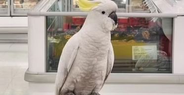 Птах чотири тижні жив у супермаркеті: вигнати його звідти силою забороняє закон (фото)