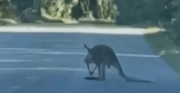 Воспринимает людей за "спарринг-партнеров": власти закрыли город из-за угрозы от дикого кенгуру