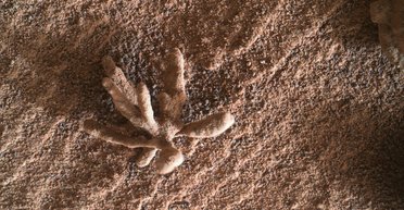 На Марсе нашли крошечный каменный "цветок" (фото)