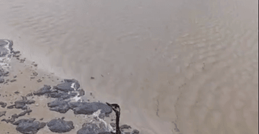Екологічна катастрофа на узбережжі РФ: мазут з танкерів забруднив десятки кілометрів пляжу (відео)