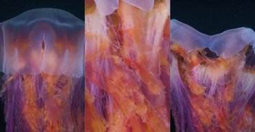 Дайверу удалось снять львиногрива: наибольшие из них достигают 36 метров в длину (видео)