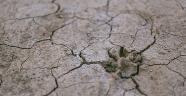 На Європу обрушиться екстремальна посуха: екстремальні зміни клімату триватимуть сотні років