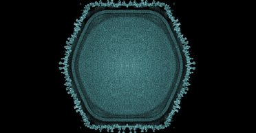 Тайна происхождения многоклеточной жизни будет разгадана: ответ скрывался в японском пруду