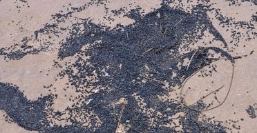 На пляжи выбросило тысячи "токсичных" гранул: они могут быть смертельно опасны (фото)