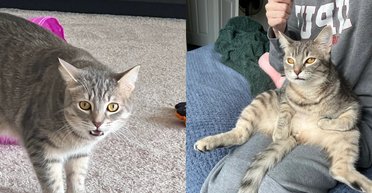 "Настоящее зло": кот покусал соседку по квартире — "месть" владелицы покорила сеть (фото)