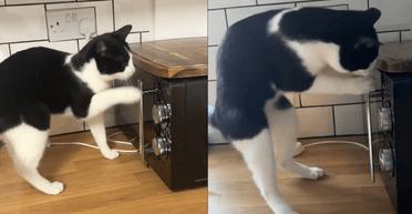 "Вони розвиваються": те, що зробив голодний кіт на кухні, вразило людей