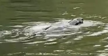 Лох-несское чудовище заблудилось: в водах Темзы увидели загадочное существо (фото)