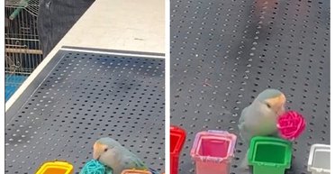 Умеет различать цвета: умный попугай установил рекорд благодаря своим организаторским способностям (фото)