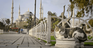 Здесь всем управляют пушистые: как Стамбул стал всемирным городом котов (фото, видео)