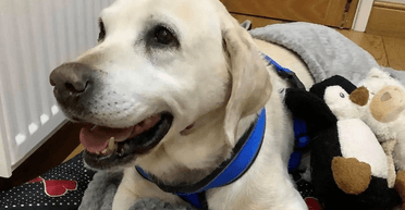 Сталося диво: подружжя возз'єдналося із собакою через 7 років після її викрадення (фото)