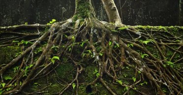 Учені про це не знали: рослини зберігають глибоко в землі великий секрет, чому це важливо