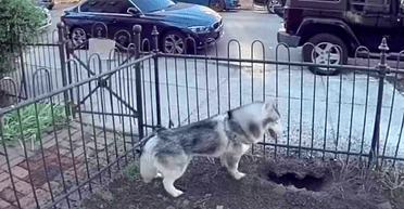 Герой дня: хаскі на прізвисько Кобі врятував житловий район від потенційного вибуху (відео)