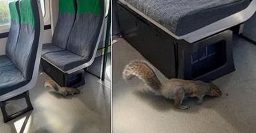 Пасажири повтікали: поїзд зупинився посеред рейсу через нашестя білок (фото)