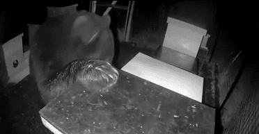 Наелся от пуза: в США наглец-медведь пробрался на пасеку и украл улей, его сняла камера (видео)