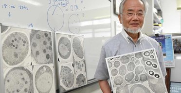 Клетки-самоеды. Как получить Нобелевскую премию, заставив дрожжи голодать