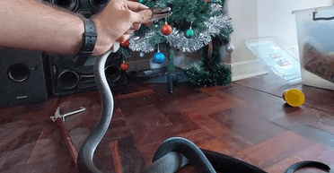 "Кошмар перед Рождеством": смертельно опасная змея напугала африканскую семью (фото)