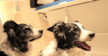 Собаки важливіші за шлюб: жінка подала на розлучення, дізнавшись, що чоловік прив'язав її вихованців на ланцюг