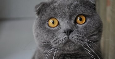 Они требуют больше внимания: 5 самых глупых пород кошек в мире